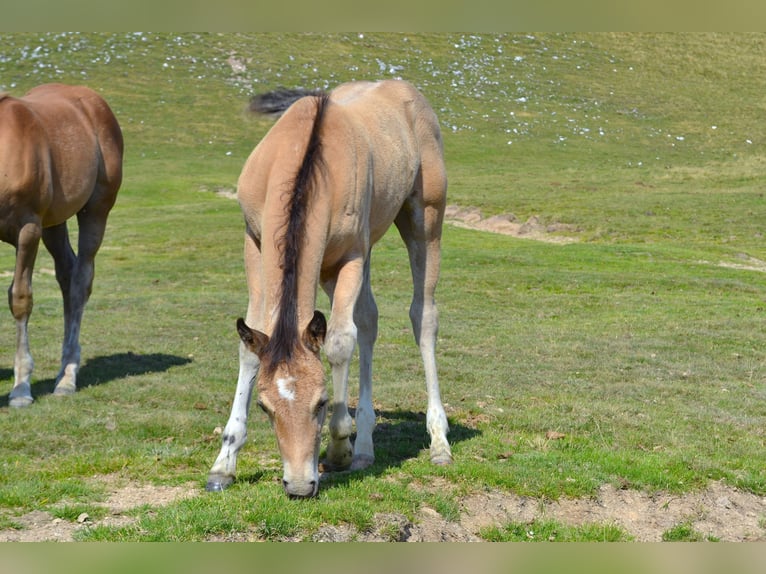 American Quarter Horse Merrie Veulen (05/2026) 150 cm Buckskin in Thalgau