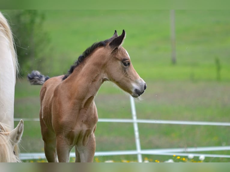 American Quarter Horse Merrie Veulen (05/2026) 150 cm Buckskin in Thalgau