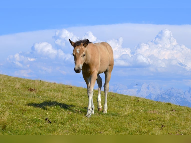 American Quarter Horse Merrie Veulen (05/2026) 150 cm Buckskin in Thalgau