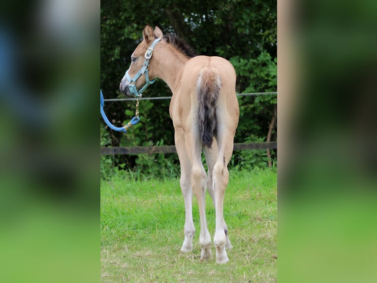 American Quarter Horse Merrie veulen (05/2024) 150 cm Buckskin in Stade