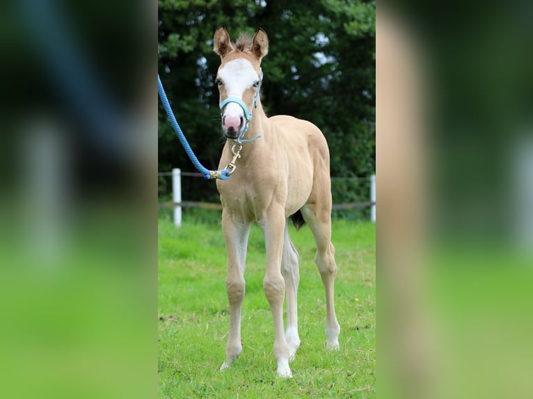 American Quarter Horse Merrie veulen (05/2024) 150 cm Buckskin in Stade