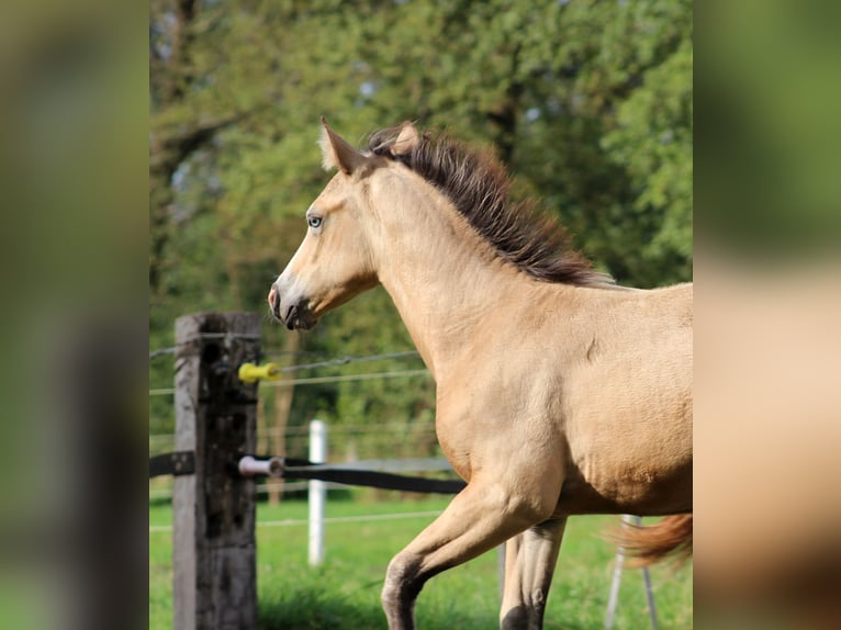 American Quarter Horse Merrie veulen (05/2024) 150 cm Buckskin in Stade