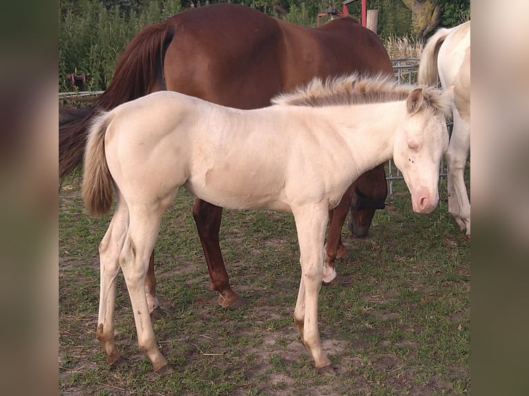 American Quarter Horse Merrie veulen (06/2024) 150 cm Champagne in Nossendorf