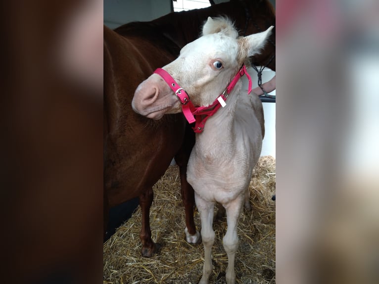 American Quarter Horse Merrie veulen (06/2024) 150 cm Champagne in Nossendorf