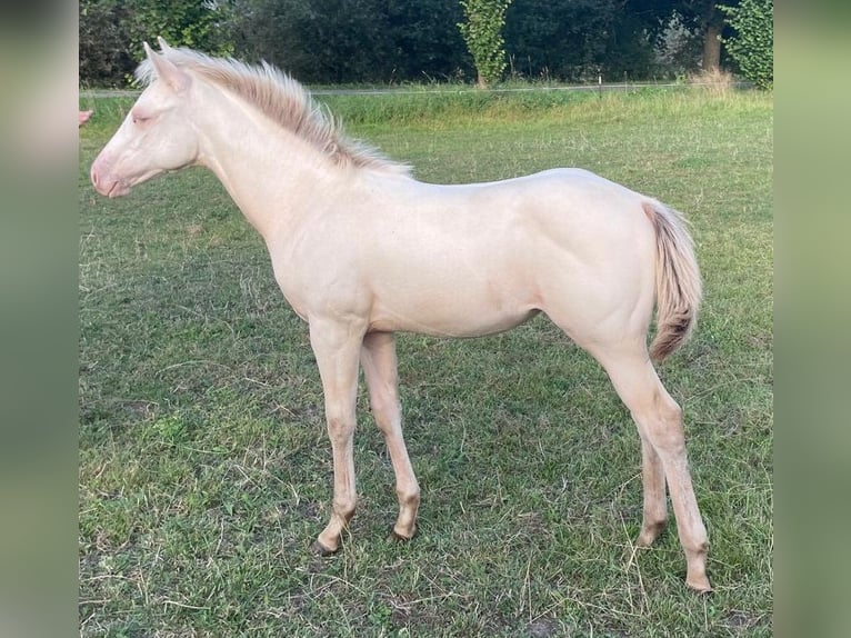 American Quarter Horse Merrie veulen (06/2024) 150 cm Champagne in Nossendorf