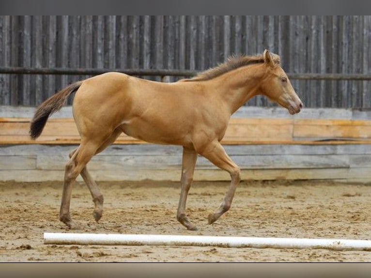 American Quarter Horse Merrie Veulen (04/2025) 150 cm Champagne in Burgheim