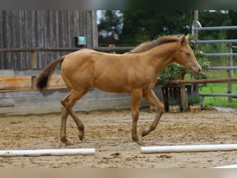American Quarter Horse Merrie Veulen (04/2025) 150 cm Champagne in Burgheim