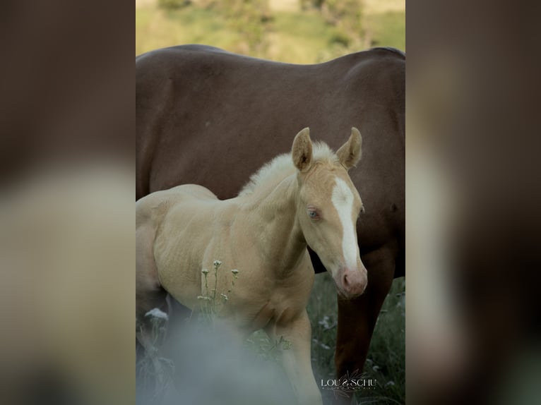 American Quarter Horse Merrie Veulen (06/2026) 150 cm Cremello in Sondershausen