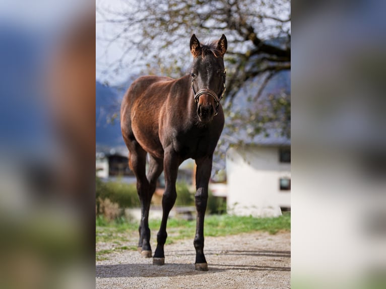 American Quarter Horse Merrie veulen (05/2024) 150 cm Donkerbruin in Maurach