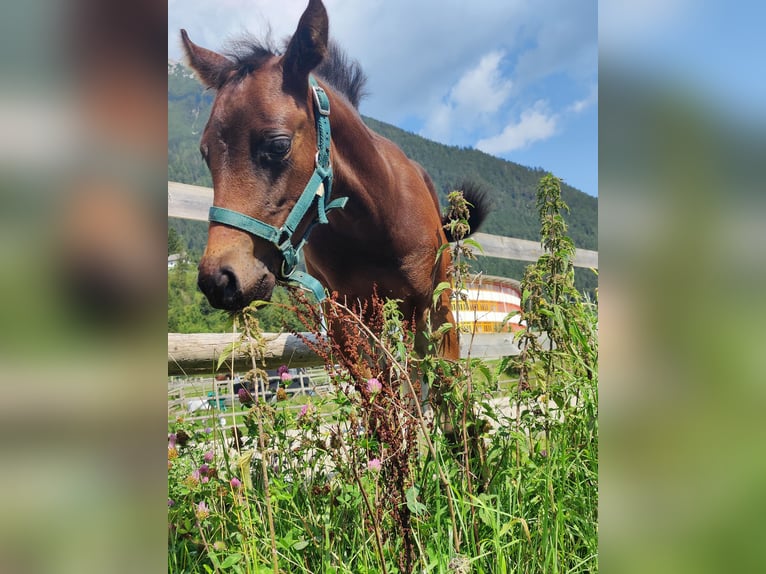 American Quarter Horse Merrie veulen (05/2024) 150 cm Donkerbruin in Maurach