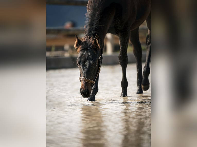 American Quarter Horse Merrie veulen (05/2024) 150 cm Donkerbruin in Maurach