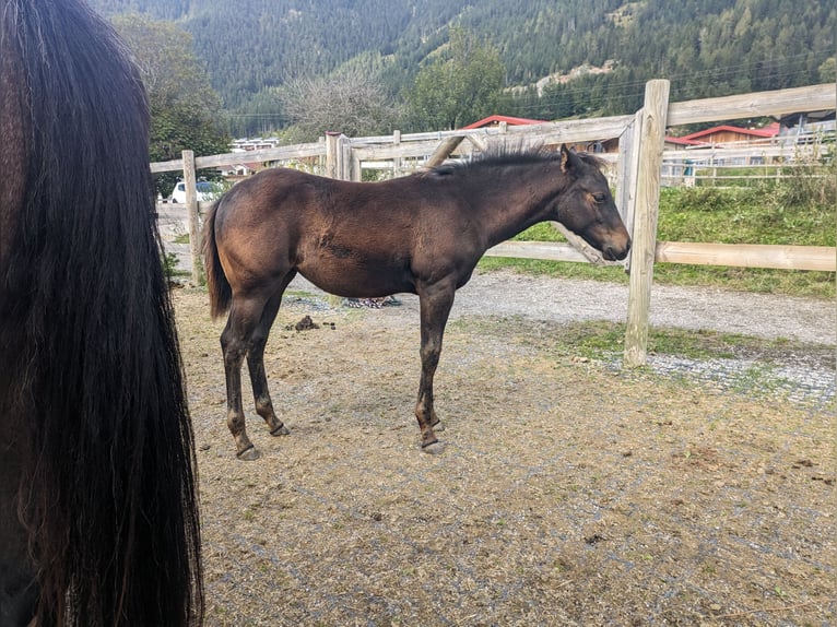 American Quarter Horse Merrie veulen (05/2024) 150 cm Donkerbruin in Maurach