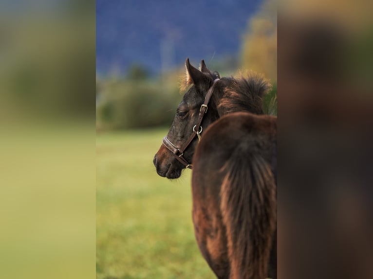 American Quarter Horse Merrie veulen (05/2024) 150 cm Donkerbruin in Maurach