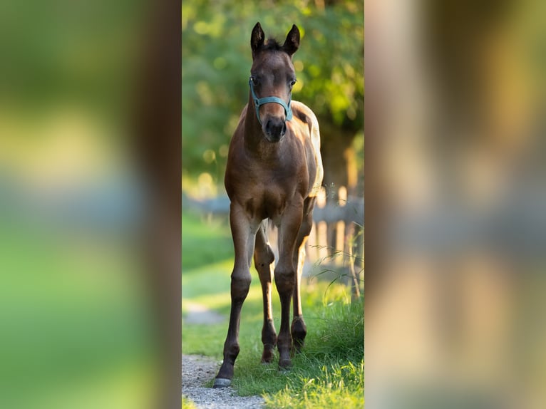 American Quarter Horse Merrie veulen (05/2024) 150 cm Donkerbruin in Maurach