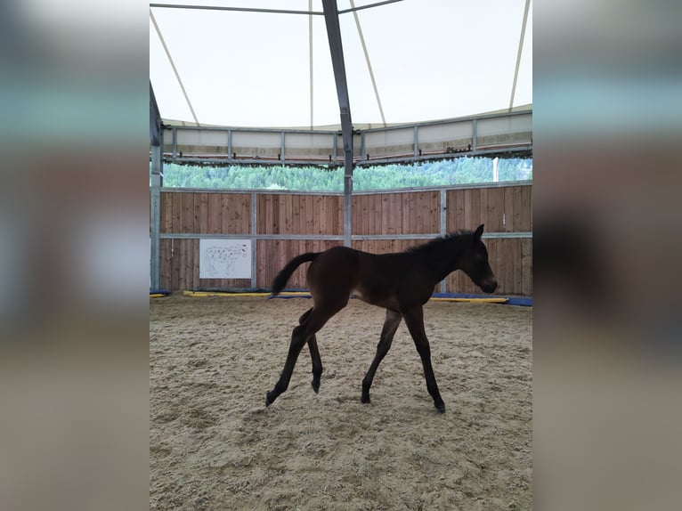 American Quarter Horse Merrie veulen (05/2024) 150 cm Donkerbruin in Maurach