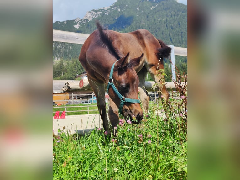 American Quarter Horse Merrie veulen (05/2024) 150 cm Donkerbruin in Maurach