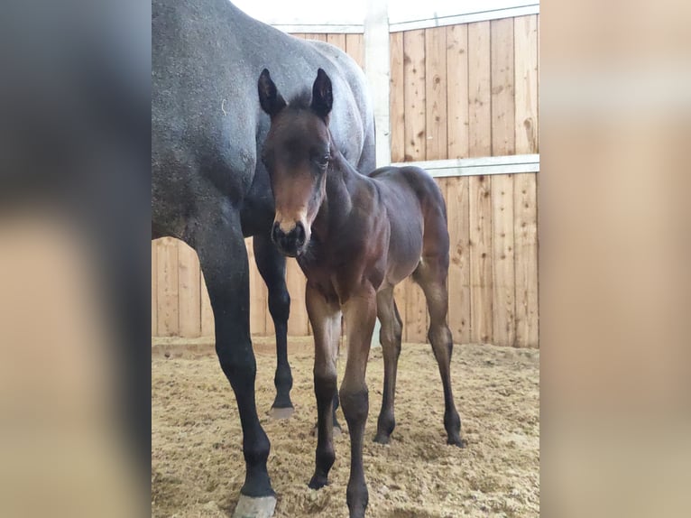 American Quarter Horse Merrie veulen (05/2024) 150 cm Donkerbruin in Maurach