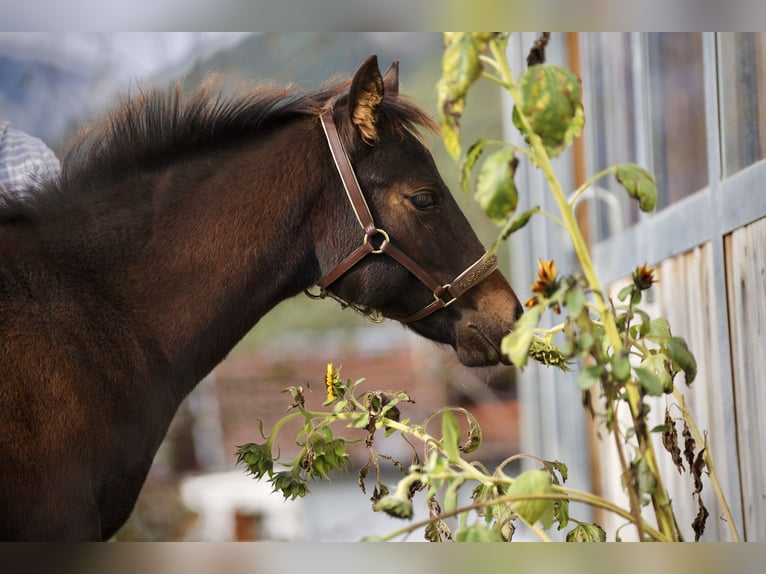 American Quarter Horse Merrie veulen (05/2024) 150 cm Donkerbruin in Maurach