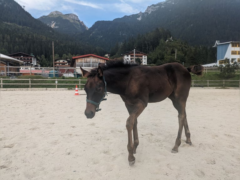 American Quarter Horse Merrie veulen (05/2024) 150 cm Donkerbruin in Maurach