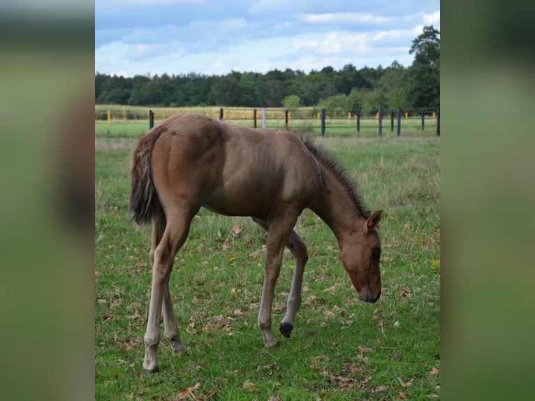 American Quarter Horse Merrie Veulen (07/2025) 150 cm Falbe in Nordhorn