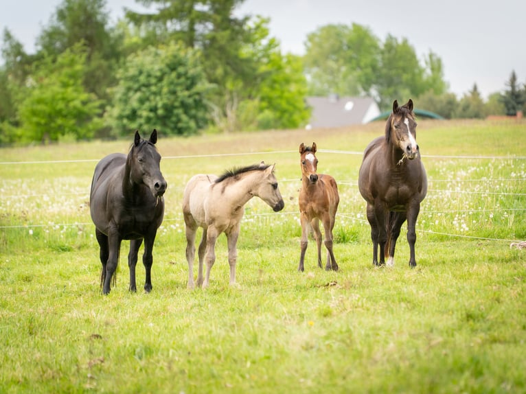 American Quarter Horse Merrie Veulen (01/2026) 150 cm Grullo in HohendubrauQuitzdorf am See