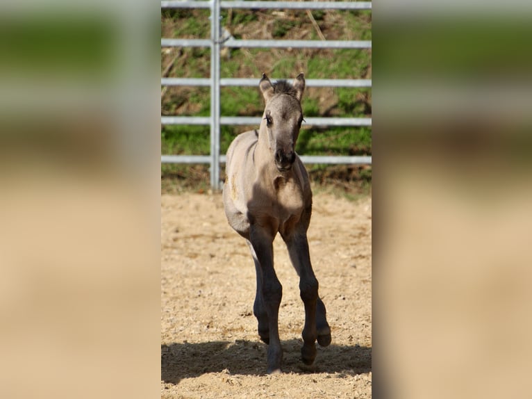 American Quarter Horse Merrie Veulen (01/2026) 150 cm Grullo in HohendubrauQuitzdorf am See