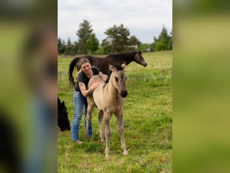 American Quarter Horse Merrie Veulen (01/2026) 150 cm Grullo in HohendubrauQuitzdorf am See