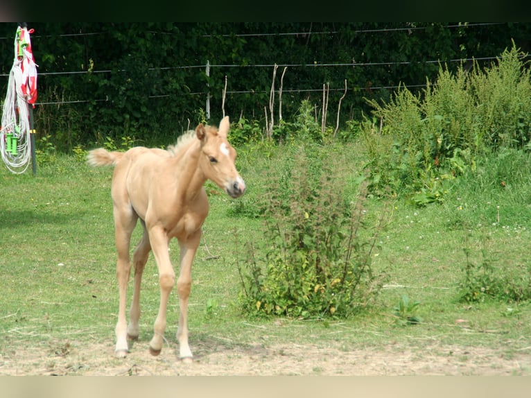 American Quarter Horse Merrie Veulen (05/2026) 150 cm Palomino in Greiz
