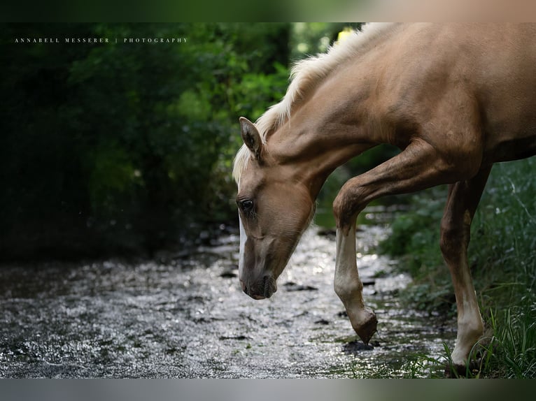 American Quarter Horse Merrie Veulen (01/2025) 150 cm Palomino in Klingenberg am Main
