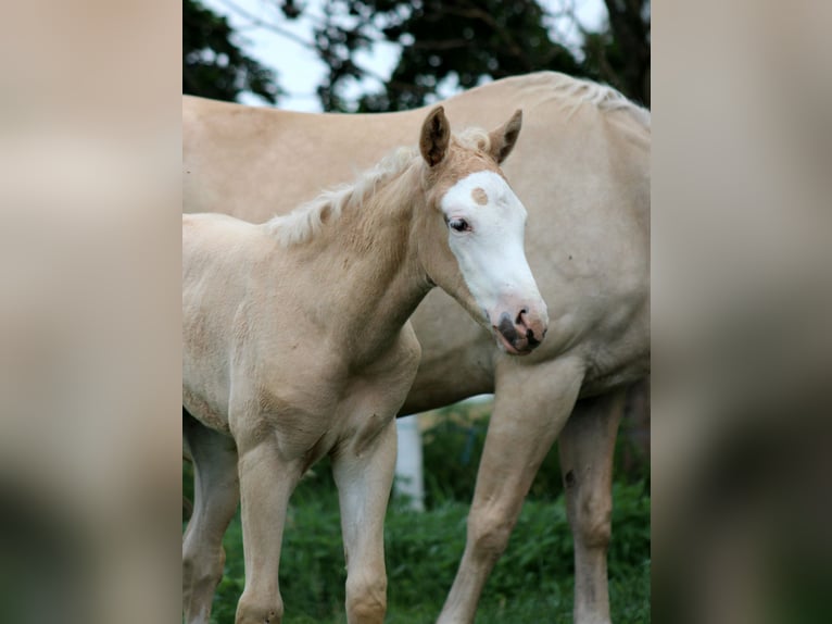 American Quarter Horse Merrie Veulen (05/2026) 150 cm Palomino in Stade