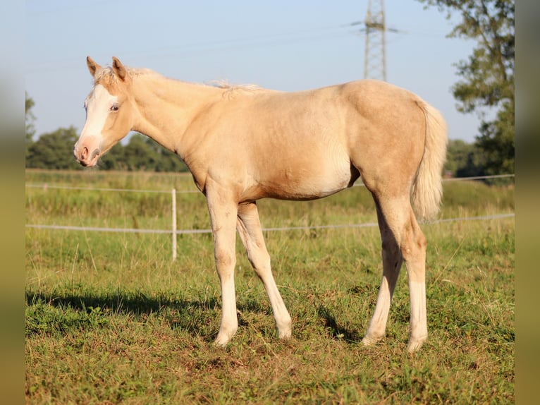 American Quarter Horse Merrie Veulen (05/2026) 150 cm Palomino in Stade