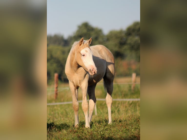 American Quarter Horse Merrie Veulen (05/2026) 150 cm Palomino in Stade