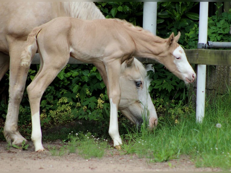 American Quarter Horse Merrie Veulen (05/2026) 150 cm Palomino in Stade