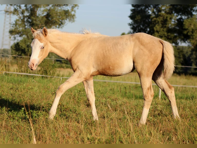 American Quarter Horse Merrie Veulen (05/2026) 150 cm Palomino in Stade