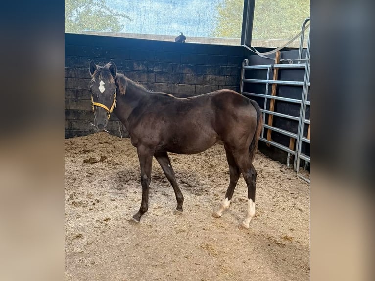 American Quarter Horse Merrie Veulen (03/2026) 150 cm  in Daleiden