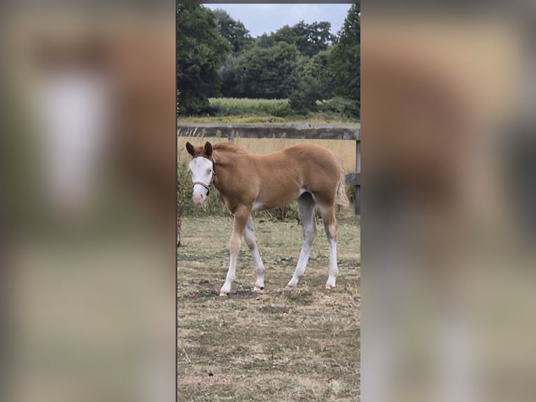 American Quarter Horse Merrie Veulen (05/2026) 150 cm Red Dun in Wietmarschen