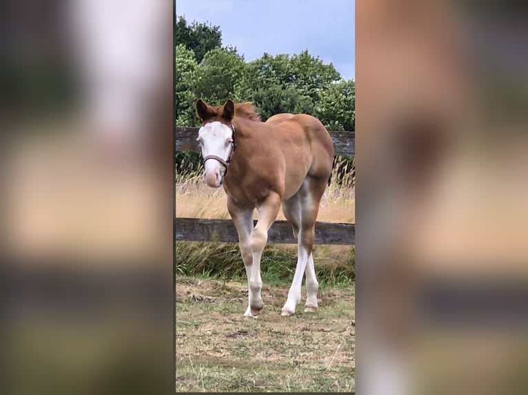 American Quarter Horse Merrie Veulen (05/2026) 150 cm Red Dun in Wietmarschen