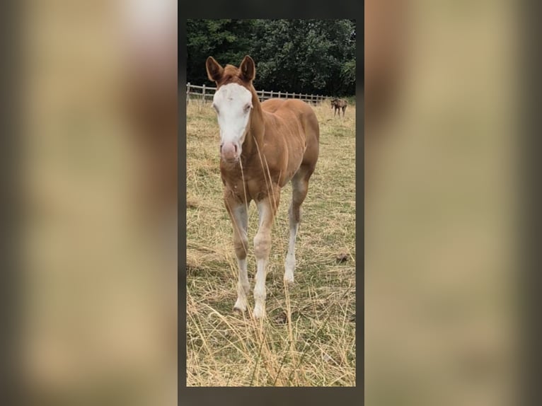 American Quarter Horse Merrie Veulen (05/2026) 150 cm Red Dun in Wietmarschen