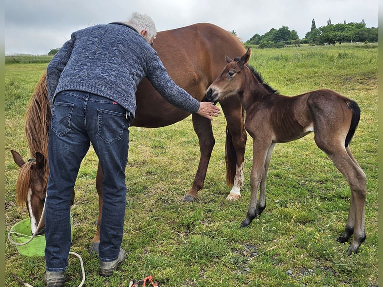American Quarter Horse Merrie  150 cm Roan-Bay in M&#xFC;glitztal