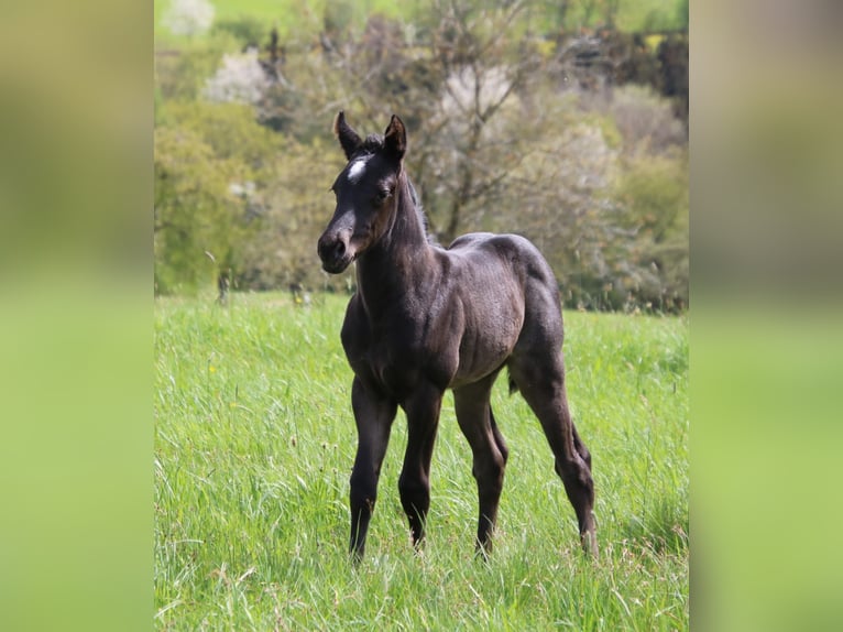 American Quarter Horse Merrie veulen (04/2024) 150 cm Roan-Blue in Breitenbach