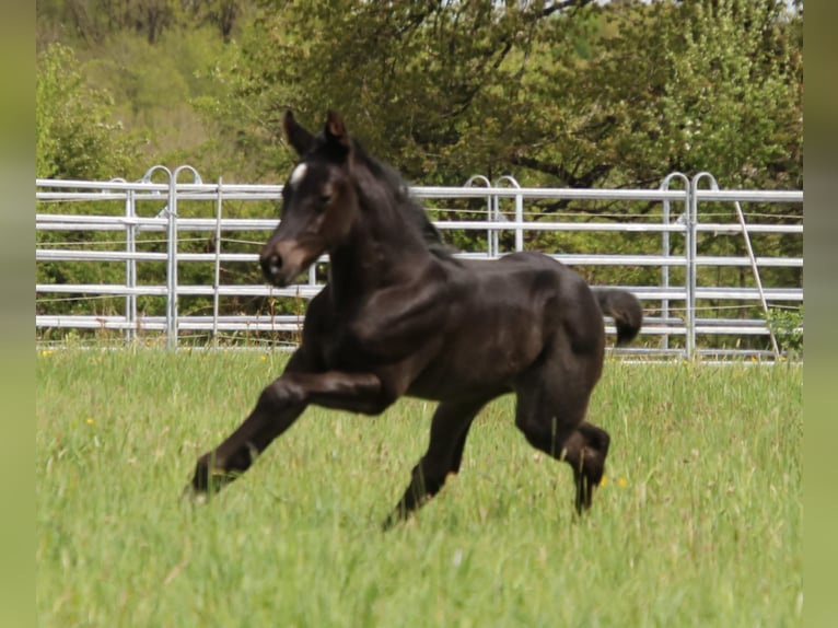 American Quarter Horse Merrie veulen (04/2024) 150 cm Roan-Blue in Breitenbach