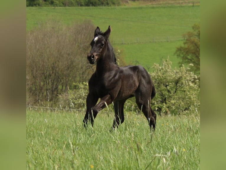 American Quarter Horse Merrie veulen (04/2024) 150 cm Roan-Blue in Breitenbach