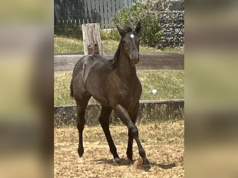 American Quarter Horse Merrie  150 cm Roan-Blue in Miltenberg