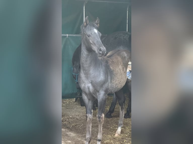 American Quarter Horse Merrie  150 cm Roan-Blue in Miltenberg