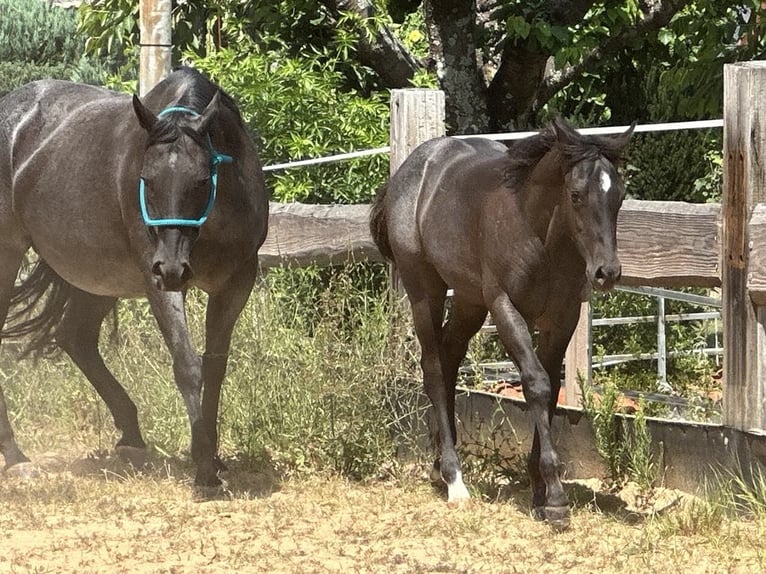American Quarter Horse Merrie  150 cm Roan-Blue in Miltenberg