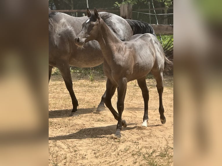 American Quarter Horse Merrie  150 cm Roan-Blue in Miltenberg
