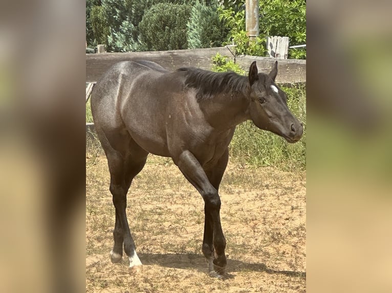 American Quarter Horse Merrie  150 cm Roan-Blue in Miltenberg