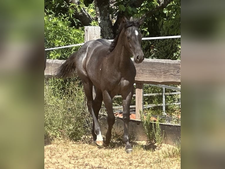 American Quarter Horse Merrie  150 cm Roan-Blue in Miltenberg