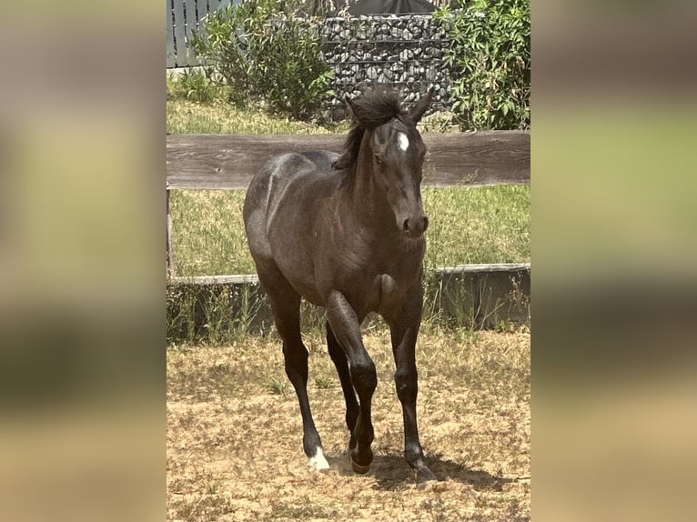 American Quarter Horse Merrie  150 cm Roan-Blue in Miltenberg
