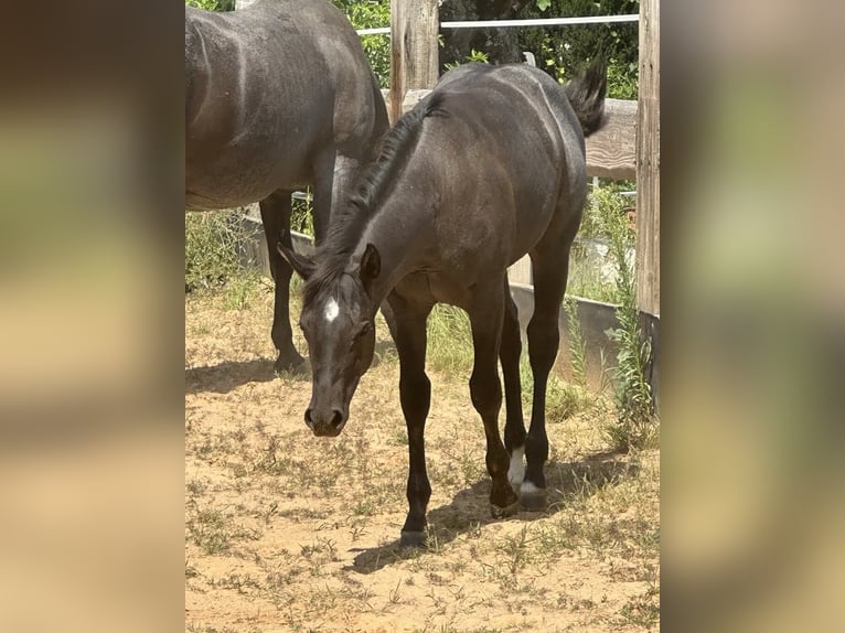 American Quarter Horse Merrie  150 cm Roan-Blue in Miltenberg